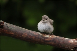<p>LEJSEK ŠEDÝ (Muscicapa striata) Slovensko - Volovské vrchy - Hnilčík ---- /Grauschnäpper - Spotted flycatcher/</p>